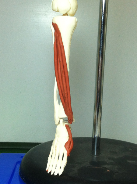 <p>dorsiflexion and  inversion at ankle</p>