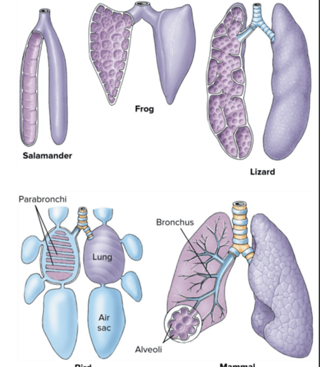 <p>tiny air sacs of lungs which allow for rapid gaseous exchange</p>