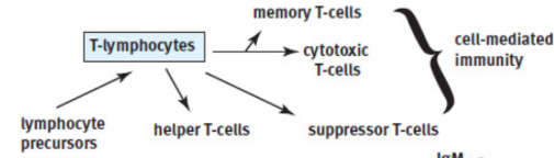 <p>coordinate the immune system and directly kill virally infected cells</p>