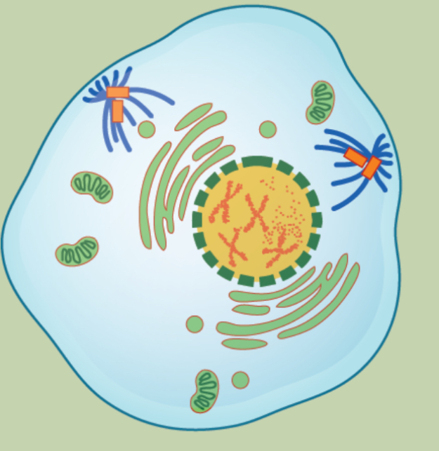 <p>Nuclear envelop breaks down </p><p>The chromosomes condense </p><p>Membranous organelles disperse toward edge of cell</p><p>Nucleolus disappears </p><p>Centrosomes begin migration to pole </p>
