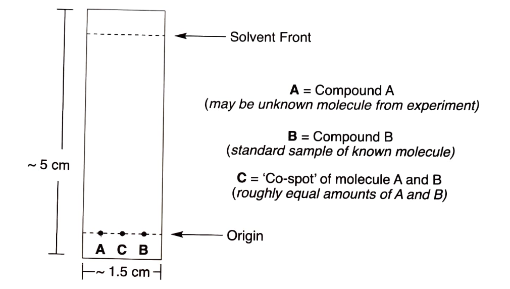 <p>Prepping the plate</p><ul><li><p>In a sample vial, dissolve about 1 mg of the sample (about a quarter of a match head size) in a few drops of acetone.</p></li><li><p>Use a non-mechanical pencil (not pen) to gently mark a start position (origin) on the TLC plate about 1.5 cm from the short end of the plate on the silica side.</p></li><li><p>Make sure there is about 5 mm between the spots to prevent the traveling spots from running into each other. Pens and markers have organic dyes and therefore wil also develop on the TLC plate, so avoid.</p></li><li><p>Be sure to spot the compounds high enough on the plate so that they will be above the solvent level in the developing jar. If the spots are below the solvent level, they will be dissolved away from the plate by the solvent.</p></li><li><p>Use capillary micropipettes to spot the sample on the TLC plate. The micropipettes are infinitely reusable by cleaning then with some acetone after use. To clean the micropipette, place acetone in a small sample vial and draw it up into the pipette and spot it onto a small piece of paper towel. Repeat this at least three times and the micropipette will be clean for use with the next sample.</p></li><li><p>When handling the TLC plate, be sure to not touch the silica gel surface with your fingers because your fingerprints on the TLC plate wil appear under UV light.</p></li></ul><p>Spotting the plate</p><ul><li><p>Practice dabbing the pipet on paper towel first to ensure that you can control the spot size (1-2 mm diameter).</p></li><li><p>Dip the end of a fresh micropipet into the sample solution, which rises into the pipet by capillary action. Touch the end of the pipet gently where the pencil mark was placed on the TLC plate, so that the solution runs out of the pipet onto the adsorbent.</p></li><li><p>To ascertain the adequacy of spot material, examine the plate under a UV lamp (wavelength 254 nm), the spots should appear dark. If the first spotting is not sufficient, a better spot is usually obtained by several applications of small amounts onto the same spot (once the previous spotting has evaporated) than by one application of a larger quantity.</p></li></ul><p></p>