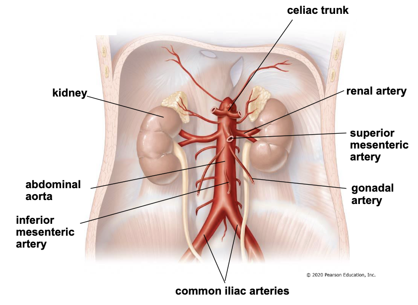 <ul><li><p><u>thoracic aorta</u> passes the diaphragm to become the <u>abdominal aorta</u></p><ul><li><p>3 branches</p></li></ul></li><li><p><u>renal arteries</u> supply the kidneys</p></li><li><p><u>gonadol arteries</u> supply gonads (testes or ovaries)</p></li><li><p><u>abdominal artery</u> splits into <u>left and right common iliac arteries</u></p></li></ul><p></p>