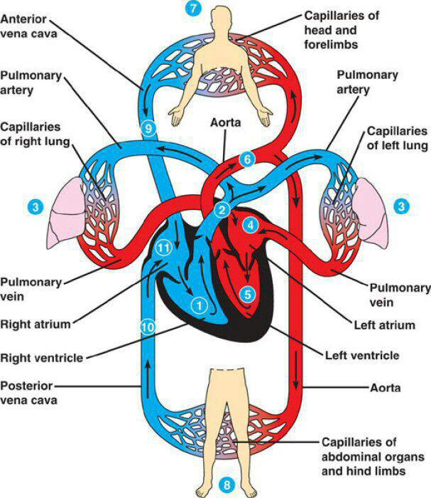 <p>Vena cavae → right atrium → tricuspid valve → right ventricle → pulmonary valve → pulmonary arteries → lungs → pulmonary veins → left atrium → mitral valve → left ventricle → aortic valve → aorta → body.</p>