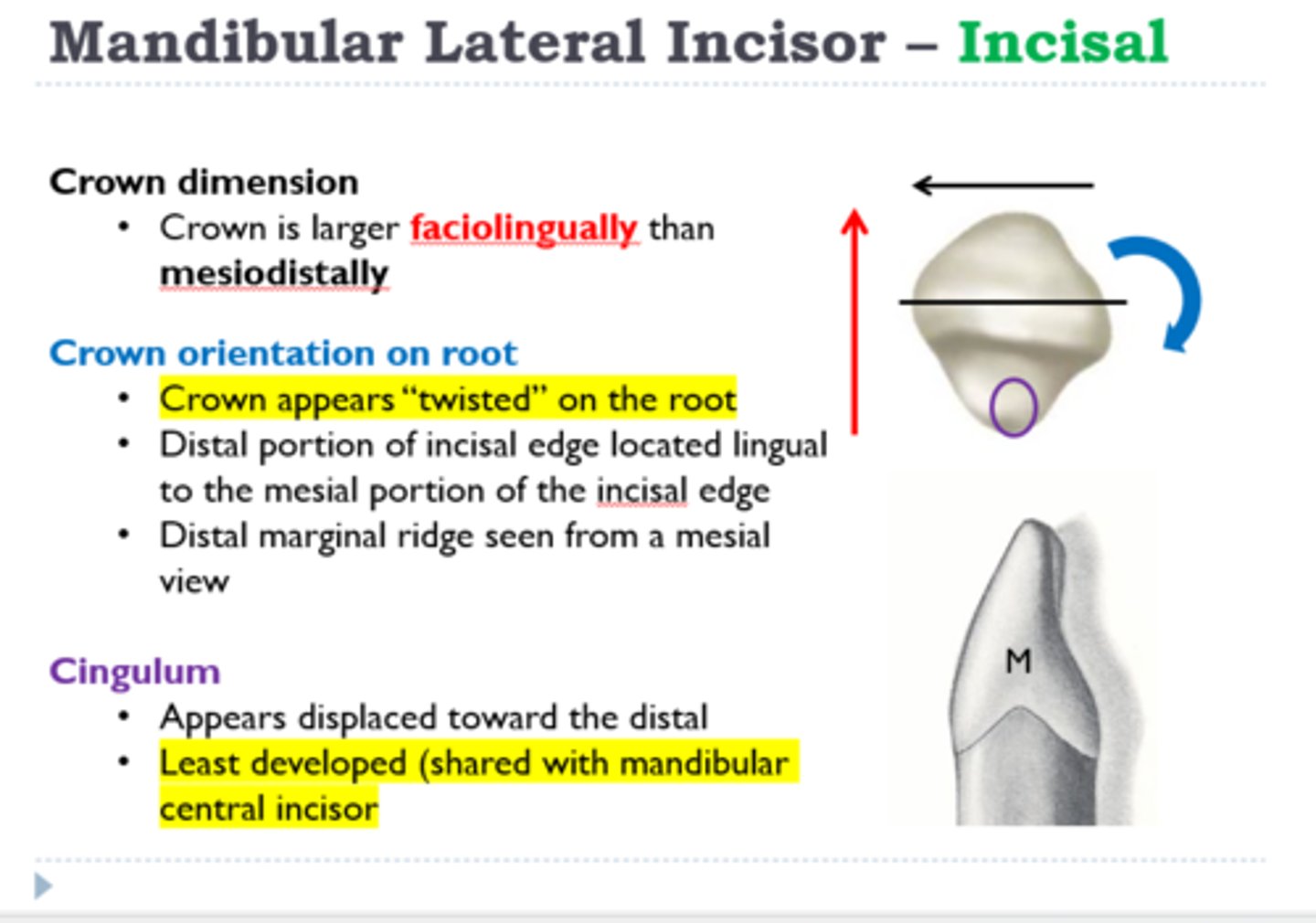 <p>twisted distally</p>