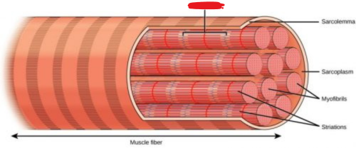 <p><span style="background-color: transparent;"><span>The contractile unit of muscle tissue</span></span></p>