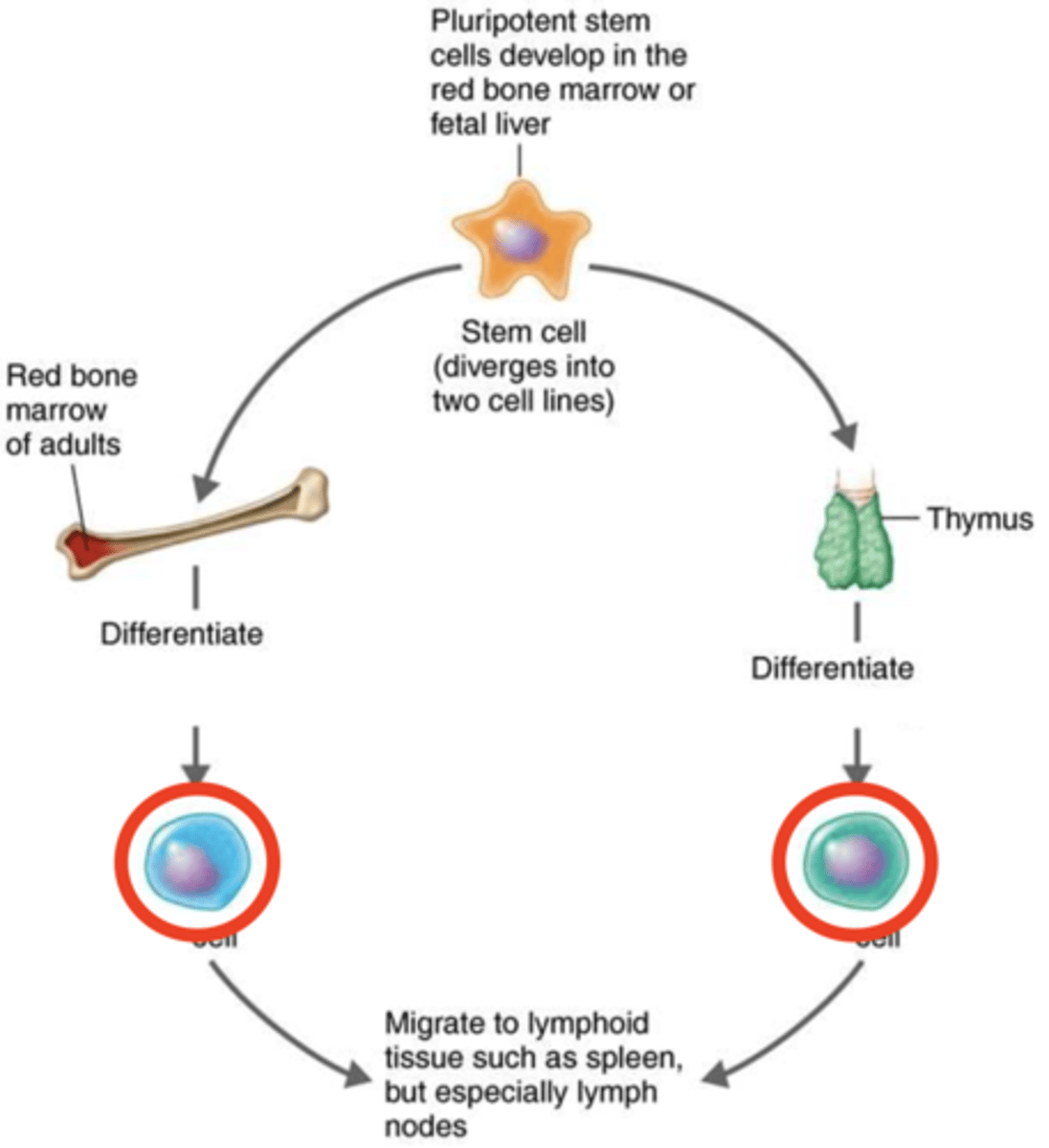 <p>Adaptive immunity</p><p>Once mature, these lymphocytes migrate to lymphoid organs such as to the lymph nodes to perform their specific functions</p>