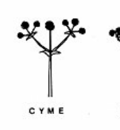 <p>A flat-topped inflorescence with a central flower that blooms first.</p>