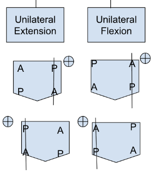 <ul><li><p>extension:</p><ul><li><p>lateralized side → sulci post., ILA ant.</p></li><li><p>other side → opposite</p></li></ul></li><li><p>flexion</p><ul><li><p>lateralized side → sulci ant., ILA post.</p></li><li><p>other side → opposite</p></li></ul></li></ul><p></p>