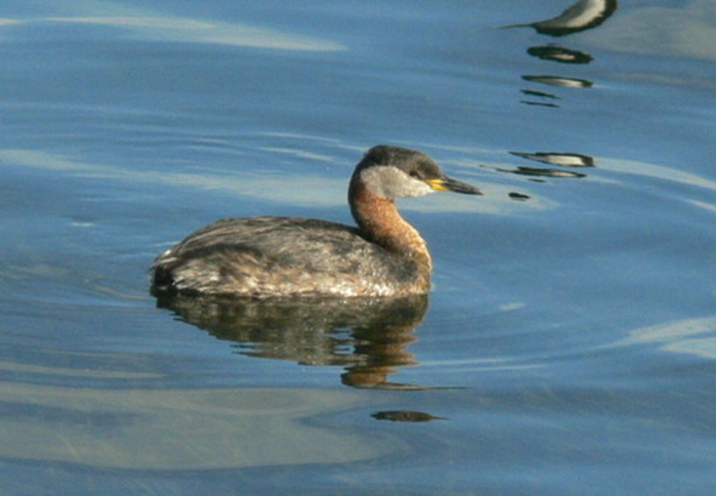 knowt flashcard image