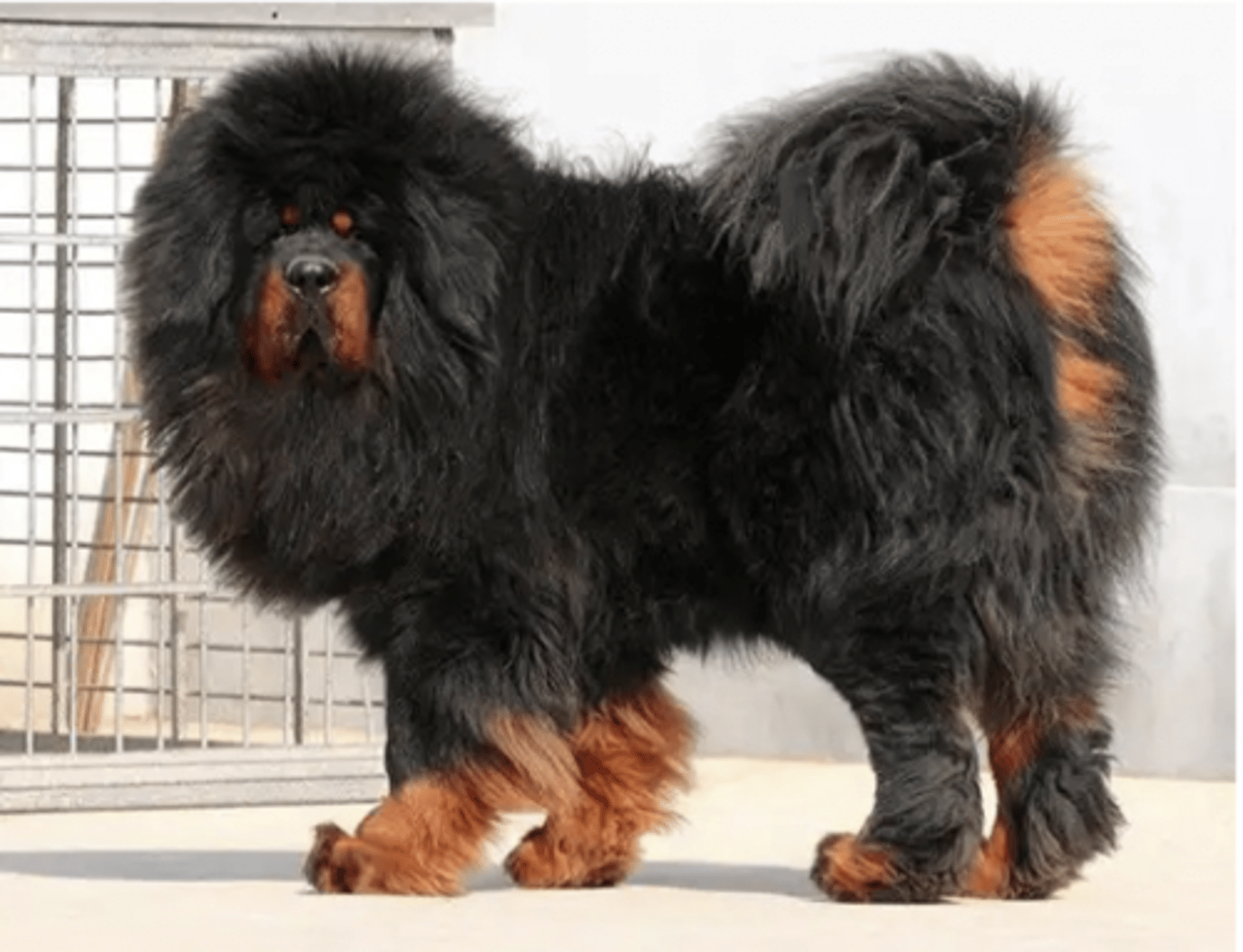 <p>FCI - 2, thick coat</p>