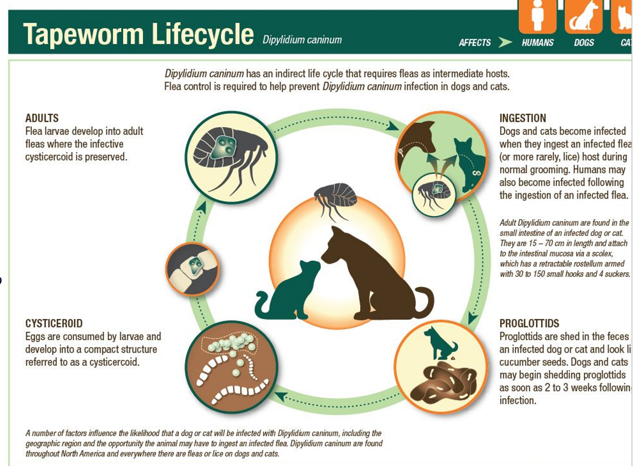<p>tapeworms (segmented, ribbon like)</p><p>intestines</p><p>indirect</p><p>they commonly transmit <strong>other </strong>diseases to the host</p><p>animal poop out little chunks of them (proglottids) → fleas eat these from the poop → ani eats flea when grooming itself → ani infected</p><p>…</p><p>SA: control intermediate hosts (e.g. flea control)!!!, prevent pets from scavenging in the woods, deworming</p><p>LA: biosecurity, pasture height, avoid overstocking</p>