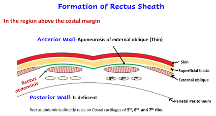 <p>RECTUS SHEATH</p>