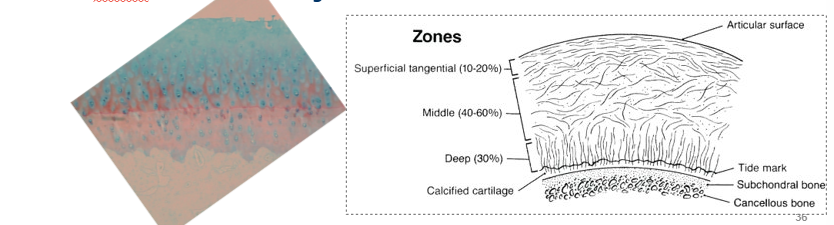 <ul><li><p>characteristic zonal microstructure</p></li><li><p>collagen framework embedded in a highly hydrated ground substance (carbohydrate and water rich)</p></li><li><p>type 2 collagen - 50% dry weight (type 1 collagen in fibrocartilage ± elastic fibres in elastic cartilage</p></li></ul><p></p><p></p><p></p>