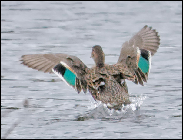 <p><span><span>Anas carolinensis</span></span></p>