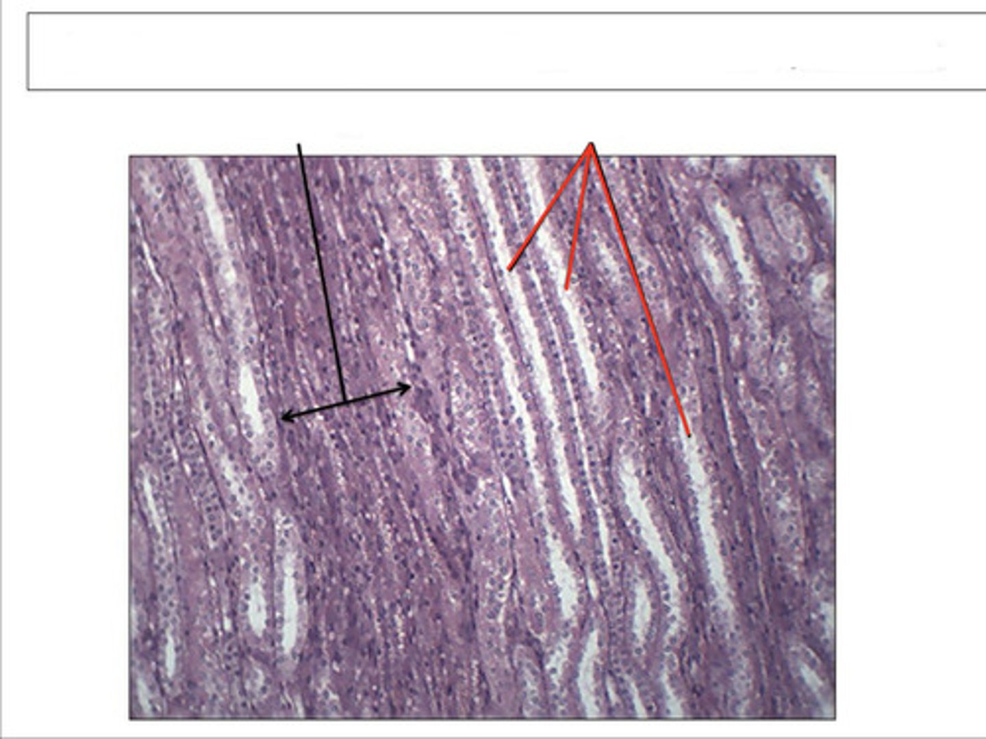 <p>identify this structure and organ</p>