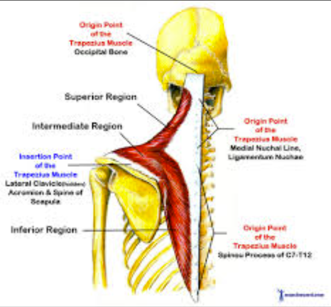 <p>Origin - external surface of the occipital bone at the superior nuchal line and the posterior midline of the cervical and thoracic region.</p><p></p><p>Insertion - 1/3rd of the clavicle and parts of the scapula </p>