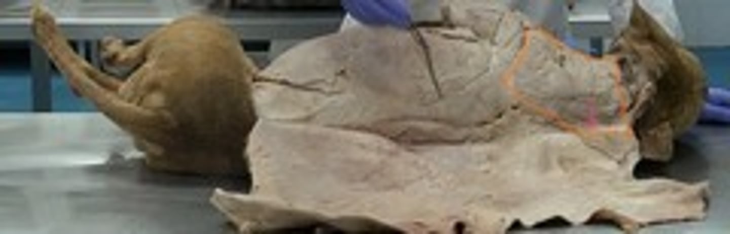 <p>Origen: Variación entre especies</p><p>Inserción: tuberosidad deltoidea, cresta del húmero y fascia del brazo.</p><p>Función: principal anteversor (extensor) del hombro. Extensor/flexor- lateralizador y sostén cuello-cabeza.</p><p>Inervación: rama ventral C6 y nervio accesorio. </p><p>DIFERENCIAS ENTRE ESPECIES</p><p>1. Carnívoros</p><p>Presenta una división clara en tres porciones principales:</p><p>M. cleidobraquial: La porción distal del músculo.</p><p>M. cleidocervical: Una de las dos partes de la porción cefálica (M. cleidocefálico).</p><p>M. cleidomastoidea: La segunda parte de la porción cefálica.</p><p>Intersección clavicular: Punto de origen que separa la porción braquial de la cefálica.</p><p>2. Équidos (Caballo)</p><p>Su estructura es más simplificada en comparación con otras especies:</p><p>Porciones: Se divide únicamente en M. cleidomastoidea y M. cleidobraquial.</p><p>Fusión: El músculo omotransverso se encuentra fusionado al músculo braquiocefálico (específicamente a la parte cleidomastoidea).</p><p>Carece de la porción occipital o cervical presente en rumiantes y carnívoros.</p><p>3. Rumiantes y Suidos (Cerdo)</p><p>Presentan una organización de tres porciones, pero con una terminología distinta a la de los carnívoros:</p><p>M. cleidobraquial: Porción distal común.</p><p>M. cleidomastoideo: Porción cefálica que se inserta en la región mastoidea.</p><p>M. cleidooccipital: Porción cefálica que se dirige hacia la región occipital (equivalente funcional de la parte cervical en carnívoros).</p>