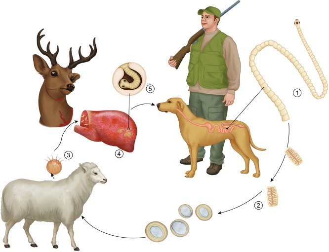 <p>life cycle of?</p>