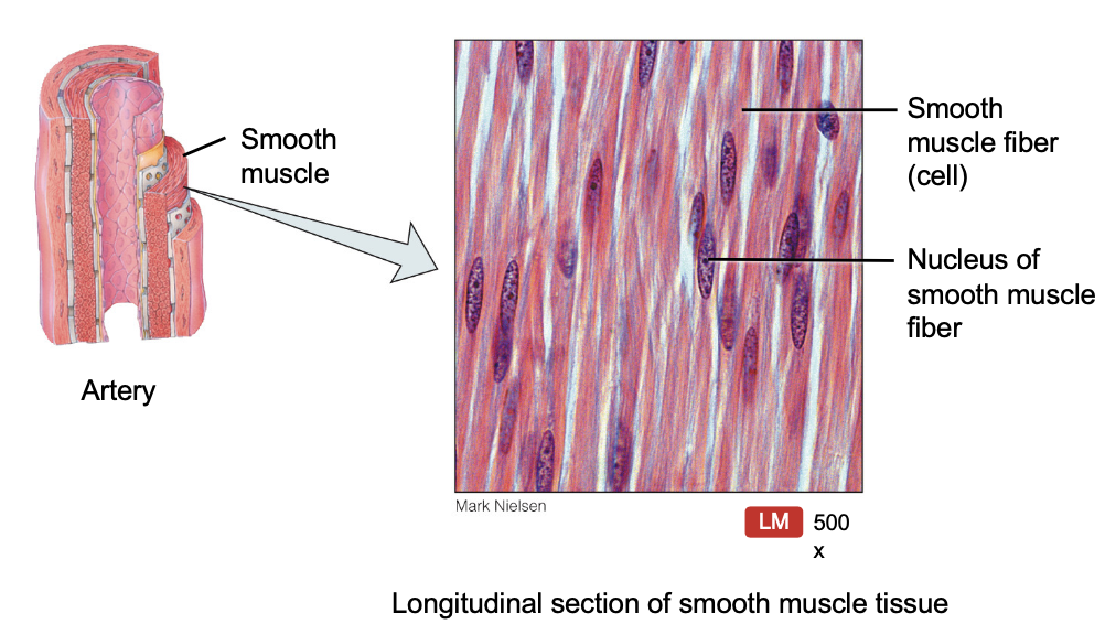 <p>One nucleus</p><p>No striations</p><p>Involuntary</p>