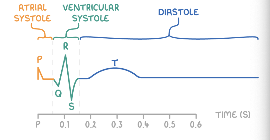 <p><span>Electrocardiograms (ECGs) record the heart's electrical activity using electrodes.</span></p><p><strong>An ECG shows the various stages of the cardiac cycle:</strong></p><ul><li><p><strong>P wave - Atrial systole</strong></p></li><li><p><strong>QRS - Ventricular systole</strong></p></li><li><p><strong>T wave - Diastole</strong></p></li></ul><p style="text-align: left;"><strong>ECGs help diagnose abnormalities like:</strong></p><ol><li><p><strong>Tachycardia - This is an abnormally rapid heart rate.</strong></p></li><li><p><strong>Bradycardia - This is an abnormally slow heart rate.</strong></p></li><li><p><strong>Ectopic heartbeats - This is extra heartbeats out of the normal rhythm.</strong></p></li><li><p><strong>Atrial fibrillation - This is the abnormally rapid and ineffective contraction of the atria.</strong></p></li></ol><p></p>