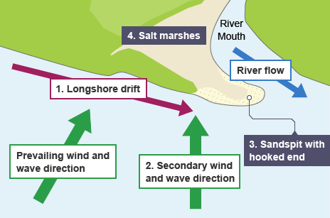 <p>- sediment is carried by longshore drift along a coastline (by prevailing wind)</p><p>- when the sediment reaches the end of the coastline (usually a change in direction of a headland)</p><p>- with the condition that the swash is stronger than the backwash; that side of the headland is sheltered from strong winds</p><p>- Ultimately causing the sediment to build up above sea-level over time, forming a spit</p><p>- spits can develop a hooked end when the wind changes direction</p><p>- the area behind a spit is very sheltered so often salt marshes or mud flats will form due to the deposition of silt</p>