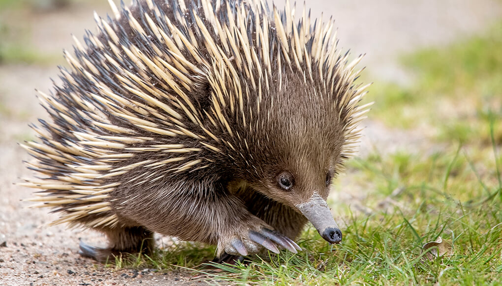 <p>No, there are two species that lay eggs and are considered mammals  </p><p>ex. platypus, echidna (spiny anteaters)</p>