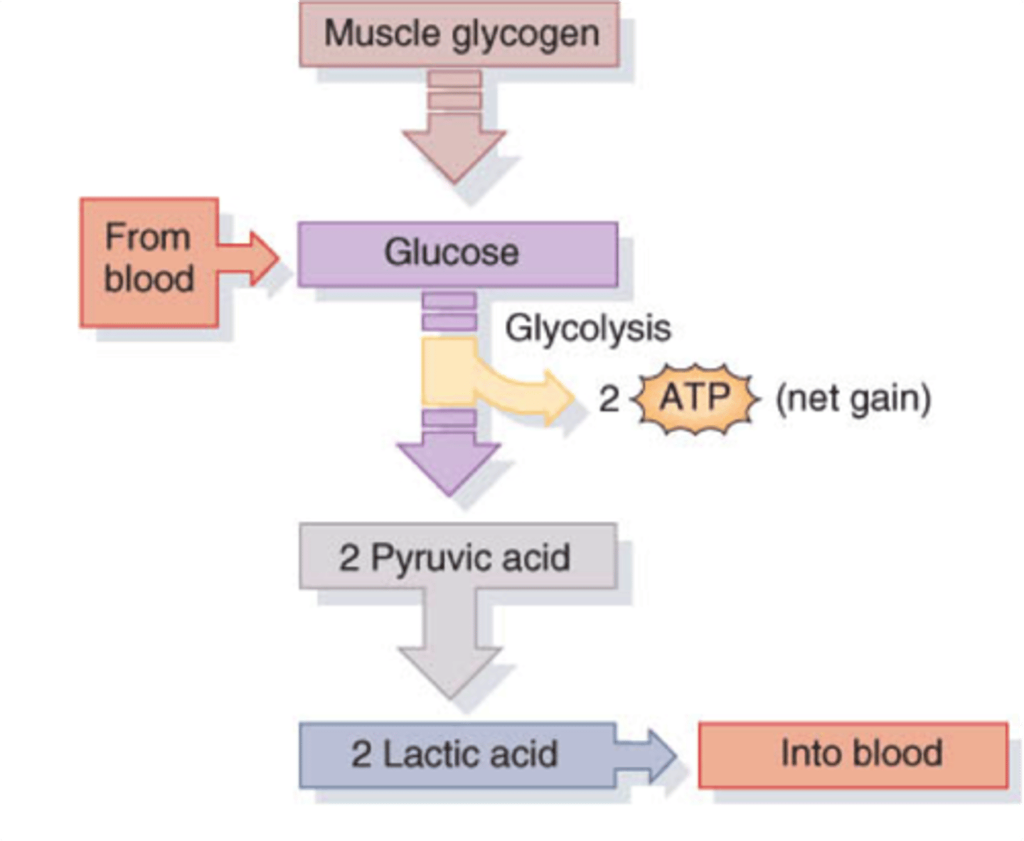 <p>The process by which cells convert glucose into energy in the absence of oxygen</p>