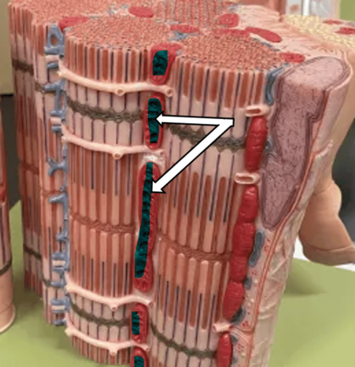 <p>name the structure</p>
