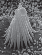 <p>scanning electron microscopy (SEM)</p>