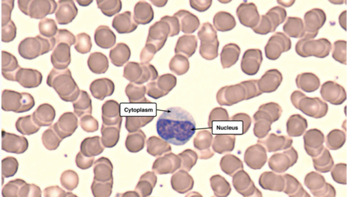 Which cell is this?