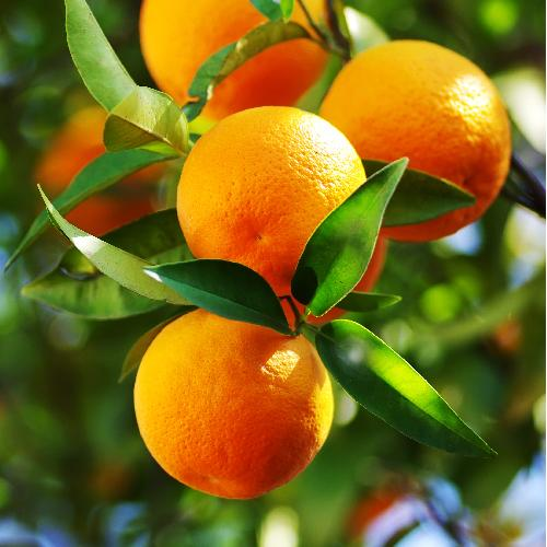 <p>What kind of fruit is an orange?</p>