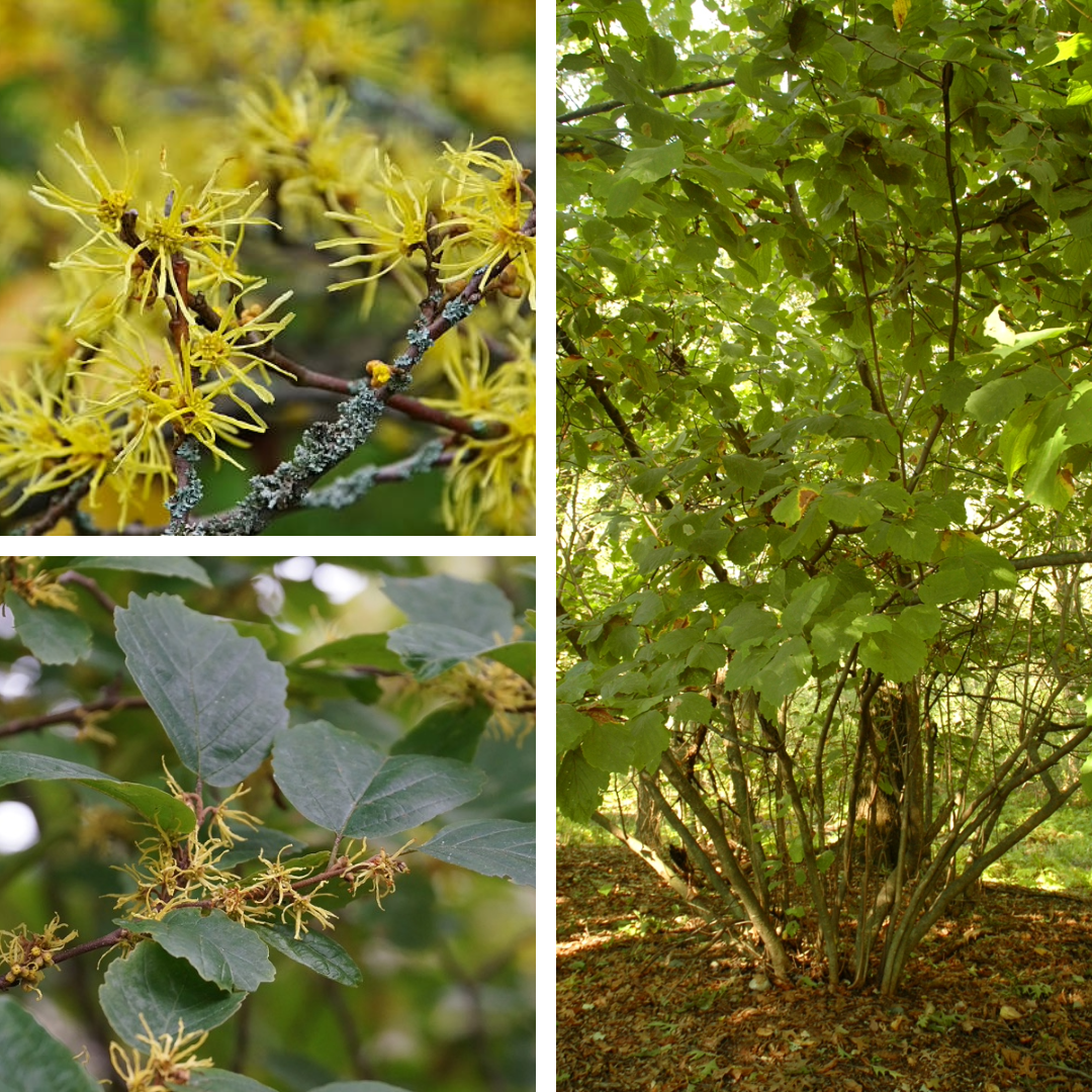 <p>Witchhazel</p><p>Yellow ribbony flowers, little face like fruit, alternate asymmetrical leaves</p>