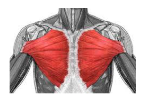 <p>Fibers radiate from narrow to broad attachment</p><p>Ex: Pectoralis major</p>