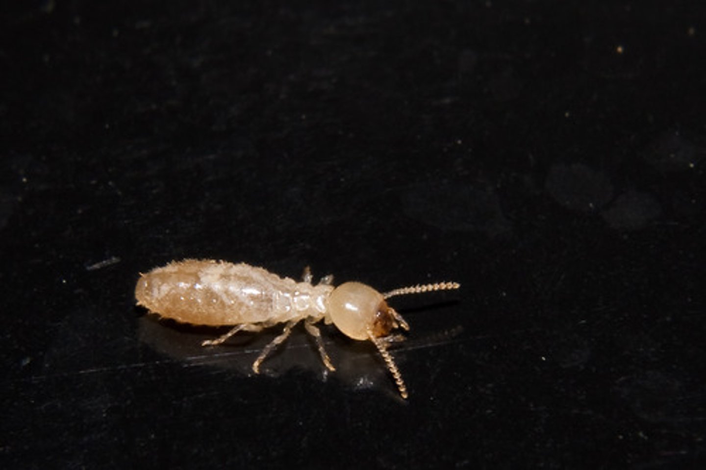 <p>termites, hemimeatbolist, long STRAIGHT anteane, reduced eyes, long mandible, head blockish, winged have two pairs of membranous wings</p>
