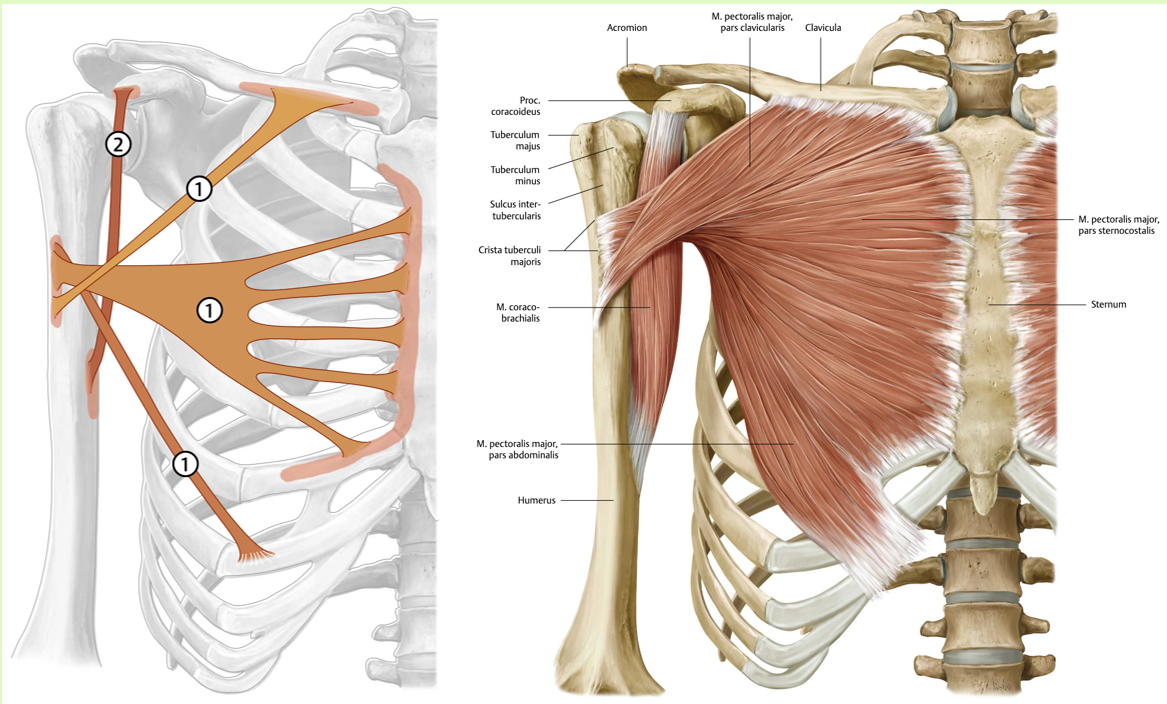 <p><span><span>Origo:<br></span></span><span data-name="black_small_square" data-type="emoji">▪</span><span><span> pars clavicularis: mediale helft clavicula<br></span></span><span data-name="black_small_square" data-type="emoji">▪</span><span><span> pars sternocostalis: sternum ,<br>ribkraakbeen rib 2-6<br></span></span><span data-name="black_small_square" data-type="emoji">▪</span><span><span> pars abdominalis: lamina anterior van<br>de m. rectus abdominis schede</span></span></p><p><span><span><br></span></span><span data-name="black_small_square" data-type="emoji">▪</span><span><span> Insertie:<br></span></span><span data-name="black_small_square" data-type="emoji">▪</span><span><span> crista tuberculi majoris van de humerus</span></span></p><p><span><span><br></span></span><span data-name="black_small_square" data-type="emoji">▪</span><span><span> Functie:<br></span></span><span data-name="black_small_square" data-type="emoji">▪</span><span><span> Schoudergewricht (art. glenohumerale):<br>adductie, endorotatie, anteflexie<br></span></span><span data-name="black_small_square" data-type="emoji">▪</span><span><span> Geïnverseerde functie:<br>hulpademhalingsspier</span></span></p><p><span><span><br></span></span><span data-name="black_small_square" data-type="emoji">▪</span><span><span> Innervatie:<br></span></span><span data-name="black_small_square" data-type="emoji">▪</span><span><span> nn. Pectorales mediales en laterales (C5-<br>Th1)</span></span></p><p><br></p>