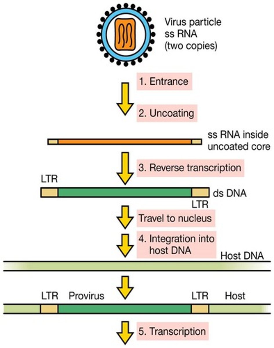 <p>Enveloped, ssRNA viruses that carry reverse transcriptase in order to synthesize dsDNA from single-stranded RNA (two rounds of reverse transcription). The DNA then integrates into the host cell genome and acts as if it were the host cell's own DNA. An example is HIV.</p>