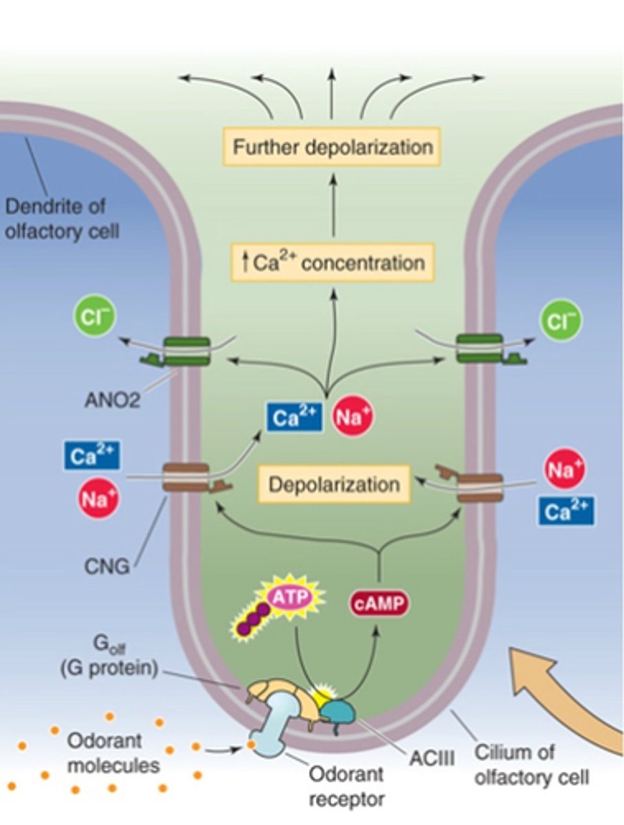 <p>Odorant receptor proteins (ORs) are _-________ __________ ___________</p>