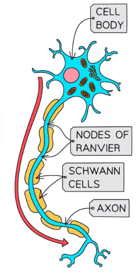<p>what neurone is this</p>