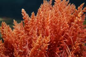 <p>algae but red wow</p>