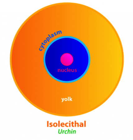 <ul><li><p>have sparse, equally spaced yolk</p></li><li><p>common among microlecithal eggs</p><ul><li><p>Sea urchins, mammals, and snails</p></li></ul></li></ul>