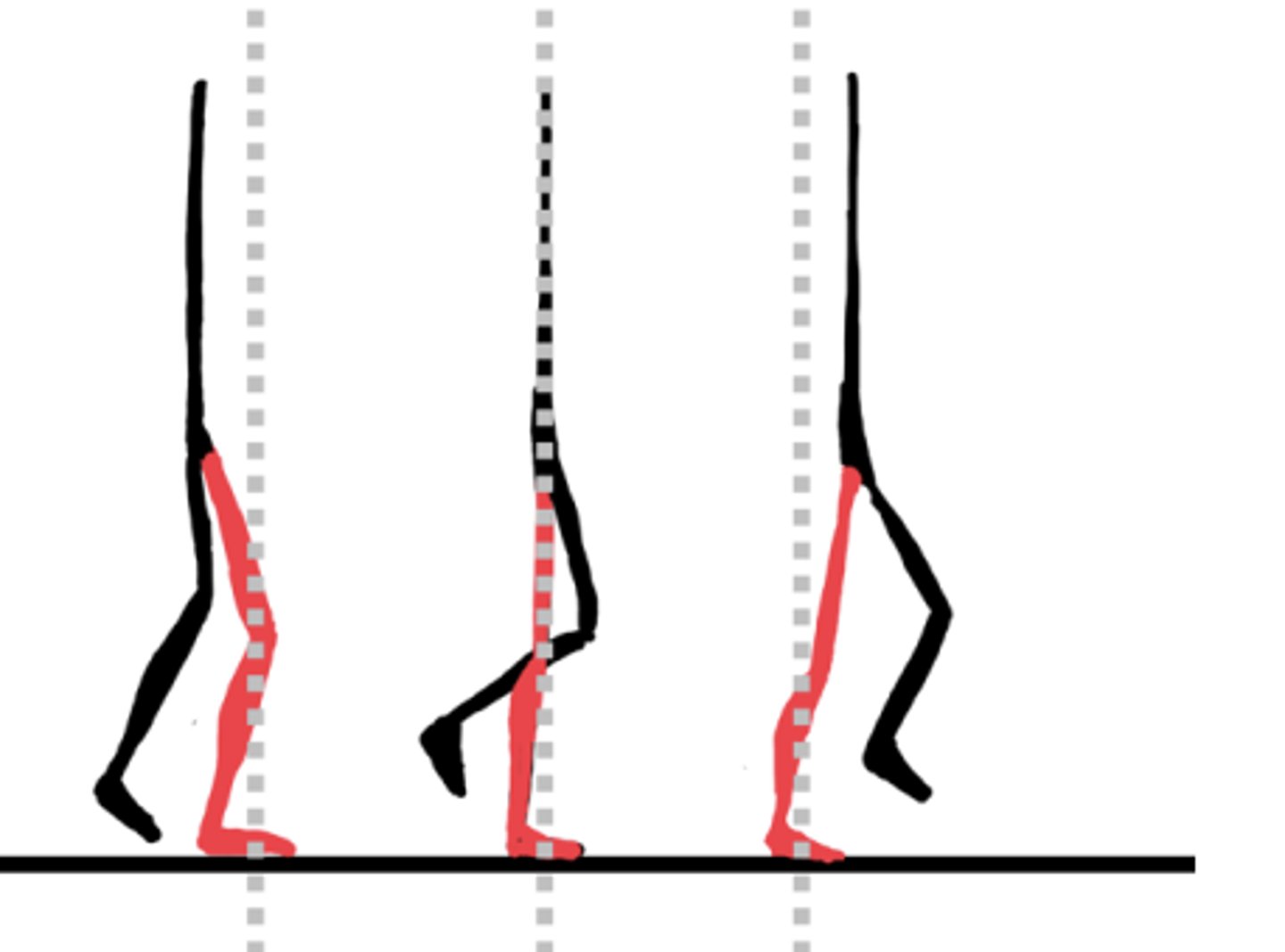 <p>12-30% - Same</p><p>Trunk passes the ankle (posterior-anterior)</p><p>Weight acceptance</p>