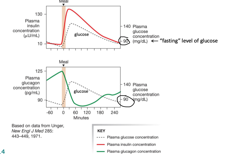 <ul><li><p>plasma insulin inc immediately after meal</p><ul><li><p>slowly dec after</p></li></ul></li><li><p>plasma glucagon dec right after a meal</p><ul><li><p>slowly inc after</p></li></ul></li></ul><p></p>
