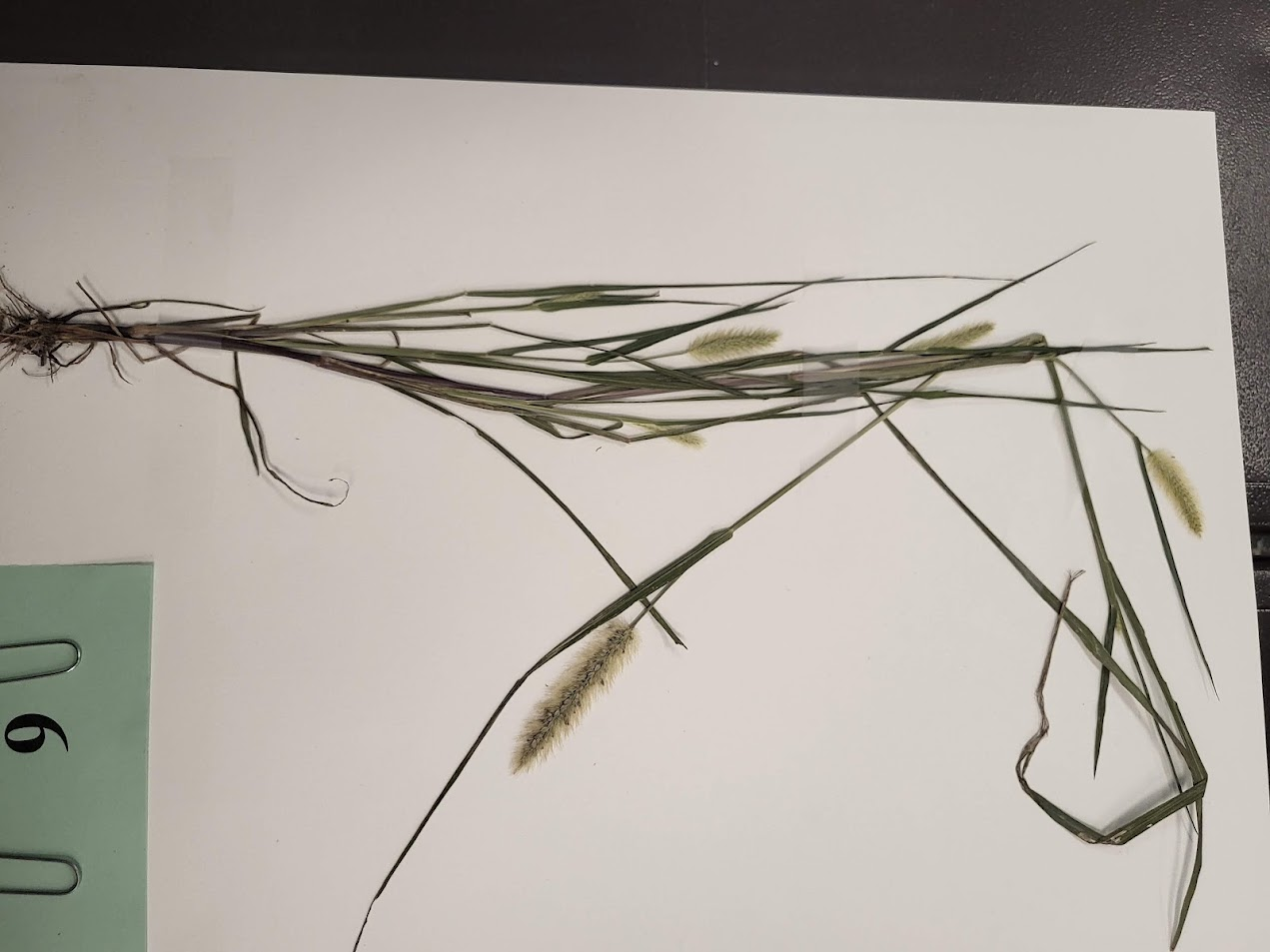 knotroot bristlegrass