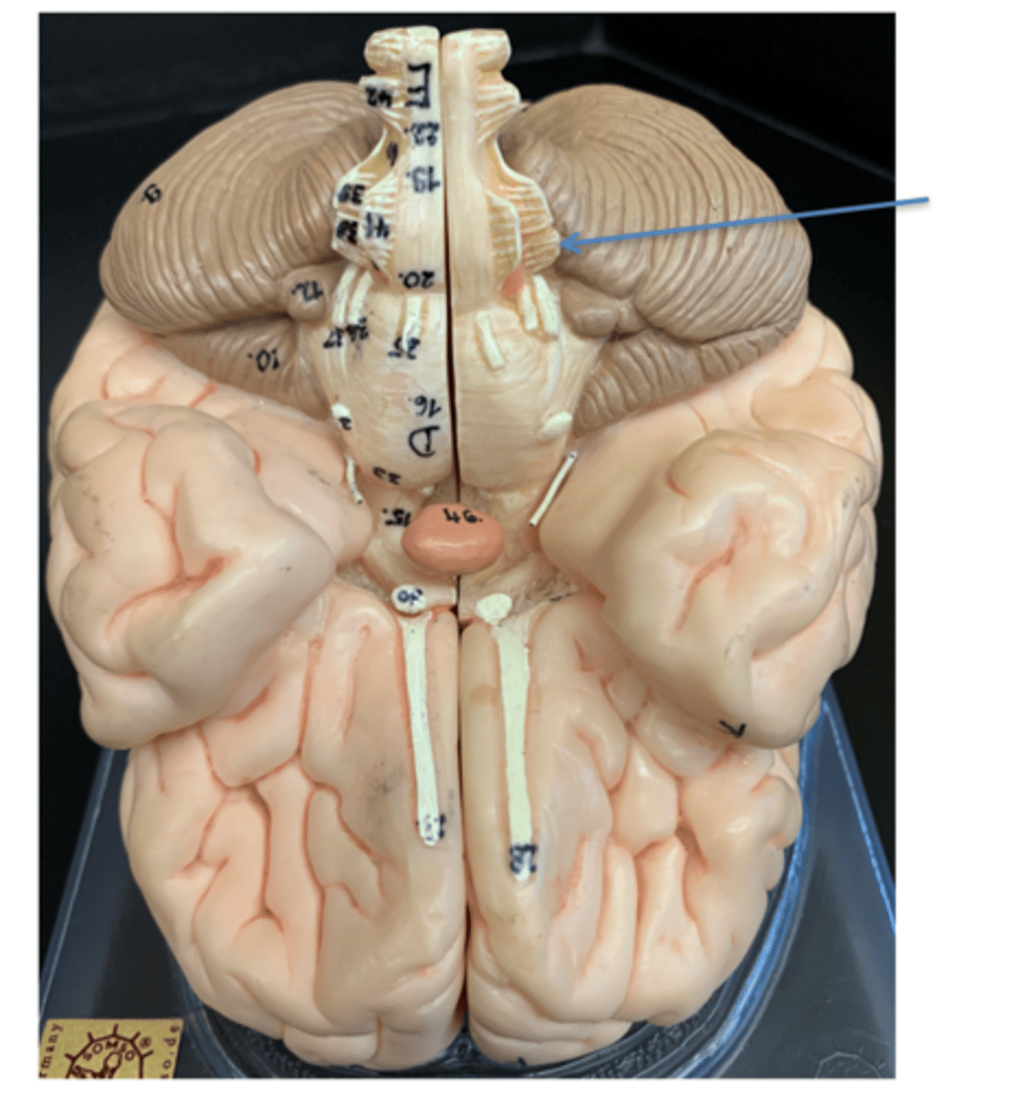<p>Give the Cranial Nerve number, name &amp; function</p>