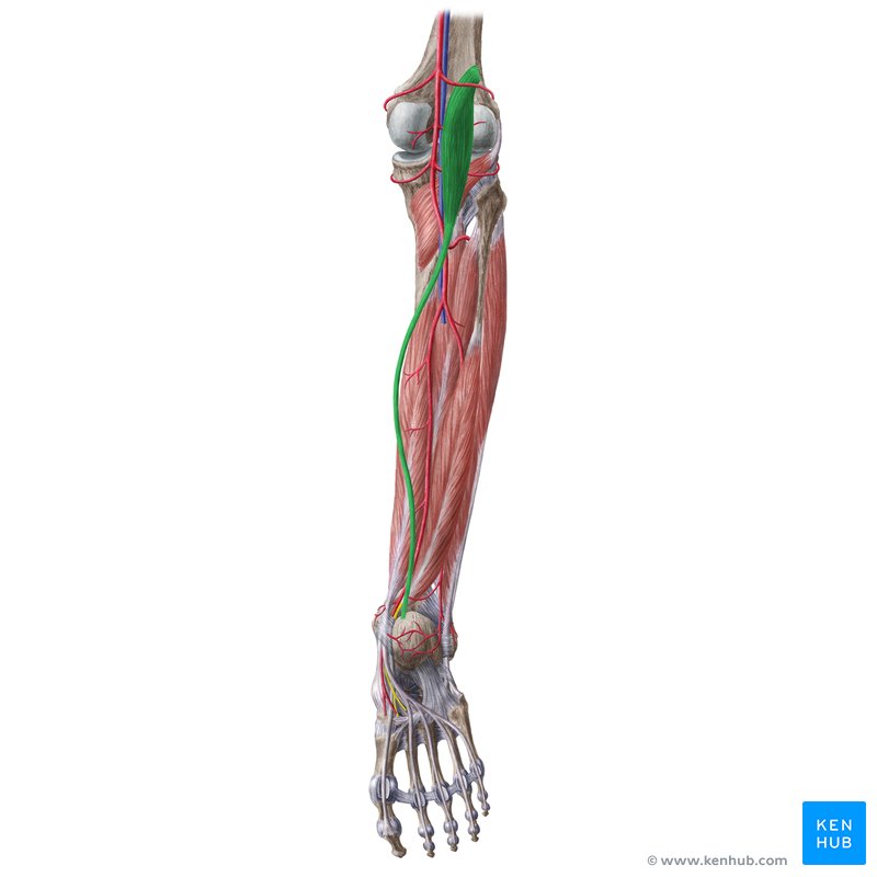 <p>Small muscle above the gastrocnemius; assists in plantarflexion; difficult to palpate.</p>