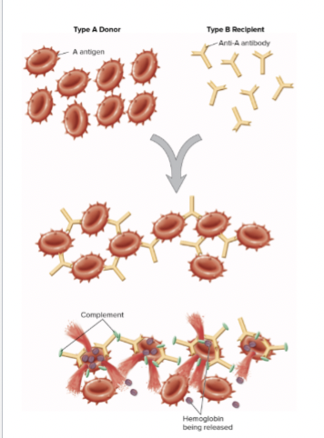 <p>Type 2 Hypersensitivity Overview</p>
