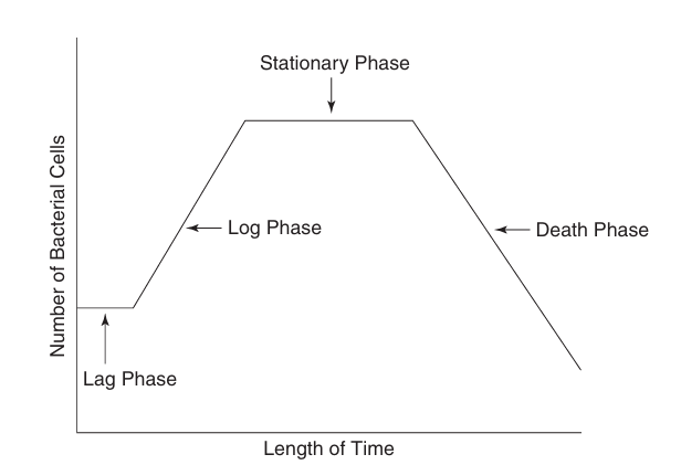 <p>lag phase, log phase, stationary phase, and death phase</p>