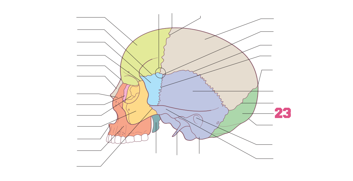 <p>23</p>