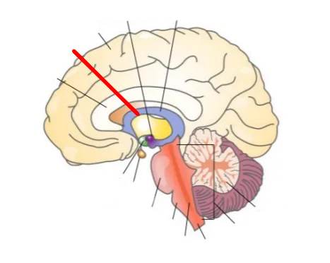 <p>What part of the brain is this?</p>