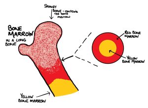 <p>-Fatty connective tissue </p><p>-no production of blood cells</p>